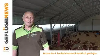 Kosten durch Bruderhahnmast dramatisch gestiegen