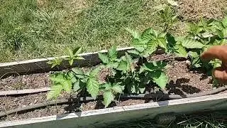 Fertilizing Blackberries To Make Them Grow Bigger And Better!