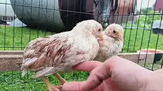 Red Shoulder Yokohama Chicks