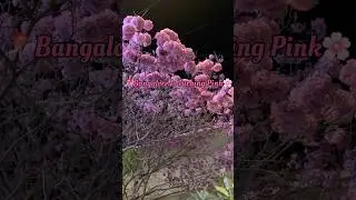🌸Bangalore Blossoms | Turning Pink🌸 #pink #bangalore #shorts #nature #flowers