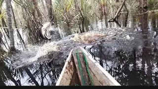 Masang tajur disarang Toman gess