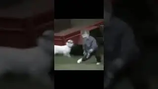 Goat#viral #shortfeed #shorts #reels #viralvideo #cute #bakri # sort#youtube #goat #funnyvideo#funny