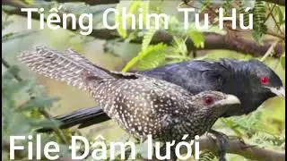 Tiếng Chim Tu Hú File Đâm Lưới Đánh Năm 2024