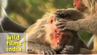 Monkey picking lice from another monkey