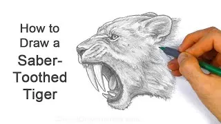 How to Draw a Saber Toothed Tiger Smilodon