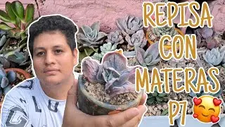 🌵✨ Trasplantamos varias suculentas en materas P7 🪴 &iexcl;Listas para lucirse en la estanter&iacute;a! 🌿💚