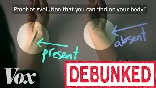 Are There Signs of Evolution in Our Body? Part 4- Tailbones / Coccyx