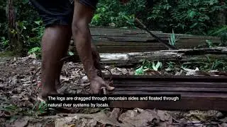 PI snippets: Illegal logging of Indonesian Ironwood