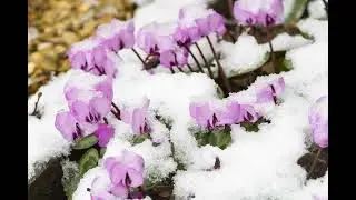 Snow & Your Garden: A Guide to Winter Plant Care