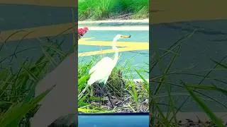 Great Egret Eats a Lizard &bull; Relaxing Jazz #shorts #birds #birdlovers #animals #wildlife #nature #usa