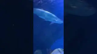 North Atlantic tarpon