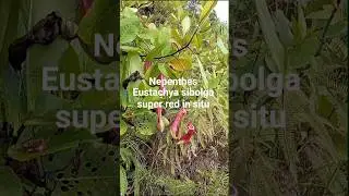 N eustachya sibolga super red in situ #nepenthes #kantongsemar #tanamankarnivora #plants