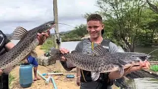 CHARLLES COM MEDO DE PERDER OS FILHOTES DE CISNE NEGRO TRANSFERE OS PIRARUCU PARA OUTRO TANQUE
