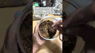 Encloscaping for fossorial tarantula. #tarantula #arachnid #terrarium #rehousing