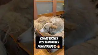 Las camas para perros M&Aacute;S VENDIDAS y mejor valoradas 🐶🔥