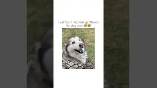 Most gentleman dog ever #funny dog #dog #shorts