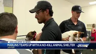 Marlins teams up with a no-kill animal shelter