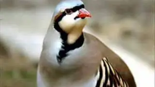 Honrawa Shahid Mala Ali 14