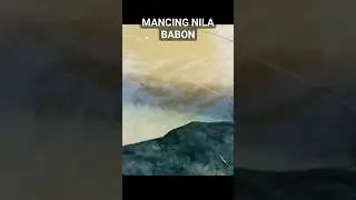 #mancingnila #mancingsungai #nilababon #sungaicijolang #short #shorts #shortvideo #ikannila
