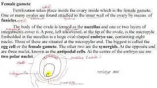 Grade 10 Chapter 5 Sexual reproduction in plants & Female gamete