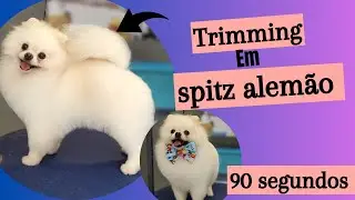 Trimming em spitz alemão em 90 segundos, principais marcações em 3 dicas