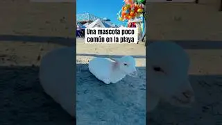 Chiquit&iacute;n un borrego playero #borrego #manzanillo #beach #2025 #viralvideo #pets #fyp #parati