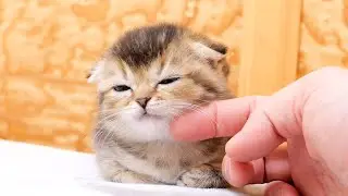 This is the moment when the mischievous kitten suddenly runs out of battery.