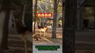 KOMODO VS DEER #animals #komodoisland #wildlife #komodo #wildlife #facts #komodotrip