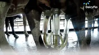 DairyFlo Visual Health Checks