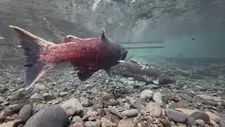 Wild Coho Salmon spawning at Eagle Creek Springs Dec 13,2025