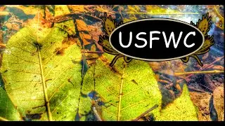 Bobcat Chasing Fawn - USFWC - Brian Beauchamp