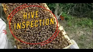 Beekeeping for beginners Hive Inspection