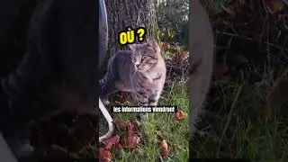 La m&eacute;thode pour retrouver son chat 🐱  #shorts #chats