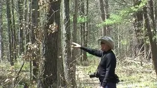 Lost Twin Lakes Pathway | Roscommon County MI