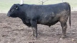 Hargis Angus (SAV Resource - YN24)    SOLD