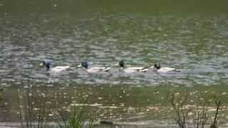 Four Mallards in a row swim up the lake.  8 seconds.