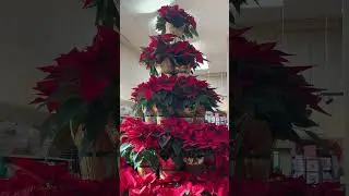 Beautiful tier of RED POINSETTIAS. Christmas flowers. #flowers #shorts