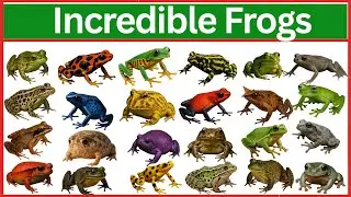 Unbelievable Frogs That Actually Exist in the Wild!
