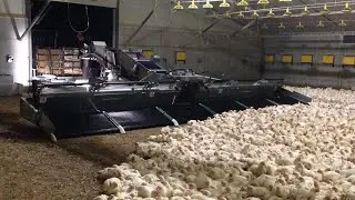 2020 Amazing Modern Chicken Harvesting Machine Fully Automatic