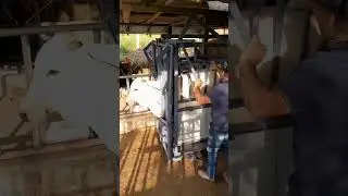 Prensa Ganadera, vacuna y pesa I Heeler GUS04