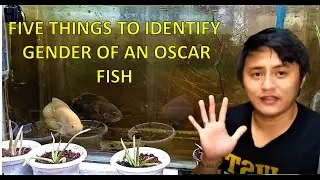 5 things on how to identify the gender of an Oscar Fish