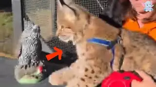 A Snowy Night Rescue: The Man Who Saved a Dying Lynx and Set It Free Again.