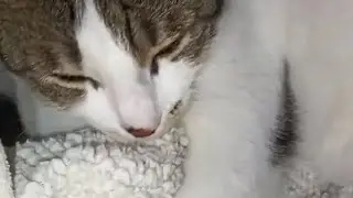 #kitten thinks she's a baby