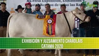 Exhibicion y Juzgamiento Raza Charolais- TvAgro por Juan Gonzalo Angel Restrepo