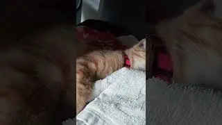 Kitty. Sima the little bunny is sleeping sweetly.😘#cat #kitten #animals #red #cute #funny #kids