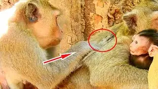 Poor Young Mom Amara Animals Wildlife Trying Hard Finding Lice To Eat