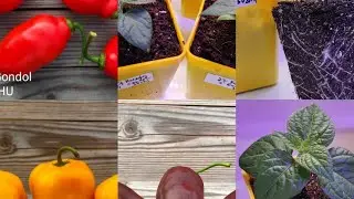 Острые перцы серии Rocoto: Jenipapo Orange, Chocolate XPS, Gondol.Обзор рассады, первая пересадка.