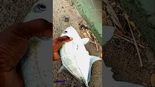 LIVE BAIT FISHING ON THE BRIDGE