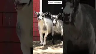 Laughing G.O.A.T 🤣🐐 #memesdaily #memepage #memes #goats #funnyvideo #laughing