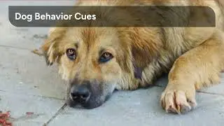 Dogs Can Sense Earthquakes Before They Happen! 🌍🐾 #DogFacts